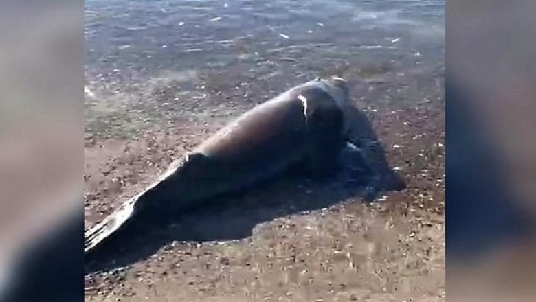 Indignante Un Pescador Mat A Golpes A Un Lobo Marino Que Hab A