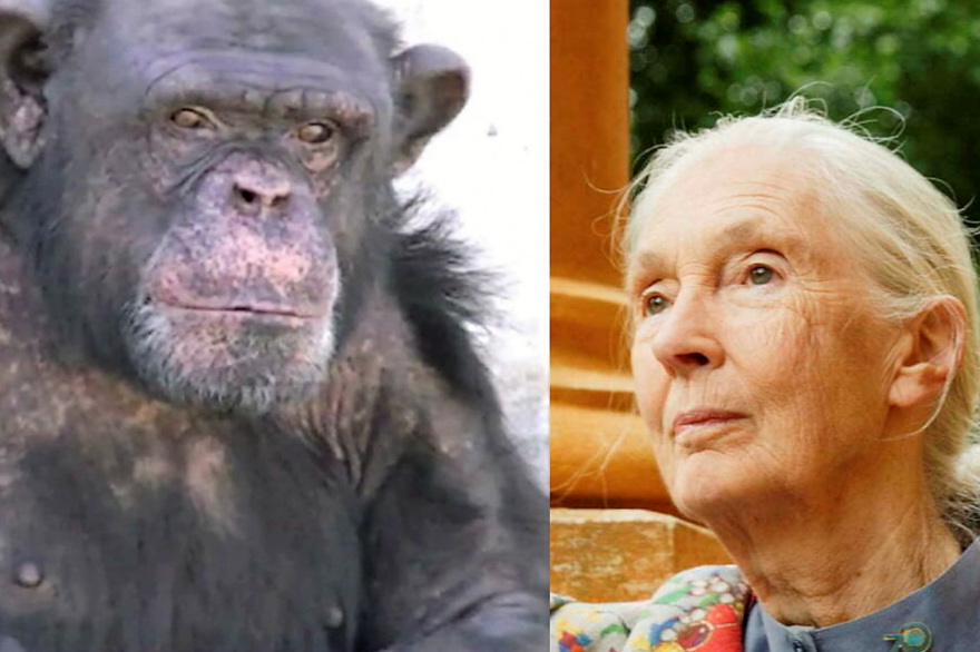 Chimpancé Toti y la científica Jane Goodall