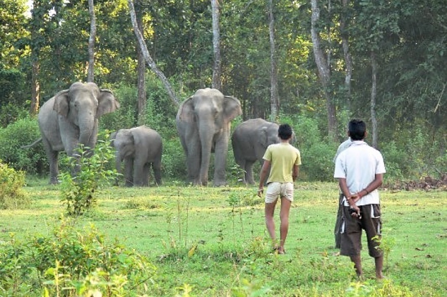 Foto: Assam Haathi Project, Chester Zoo