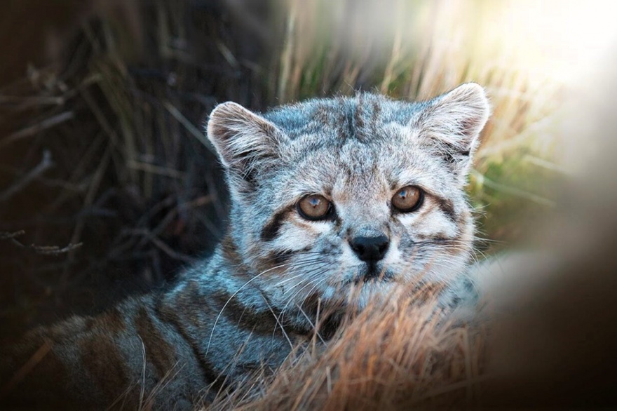 Imagen de referencia. Crédito: Alianza Gato Andino