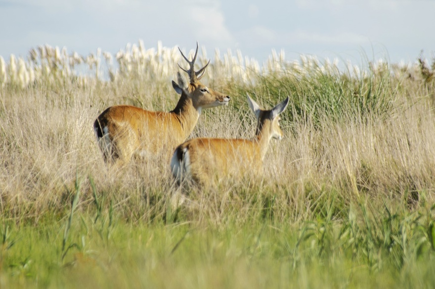 Venados de las pampas. Foto: Parque Nacional Campos del Tuyú