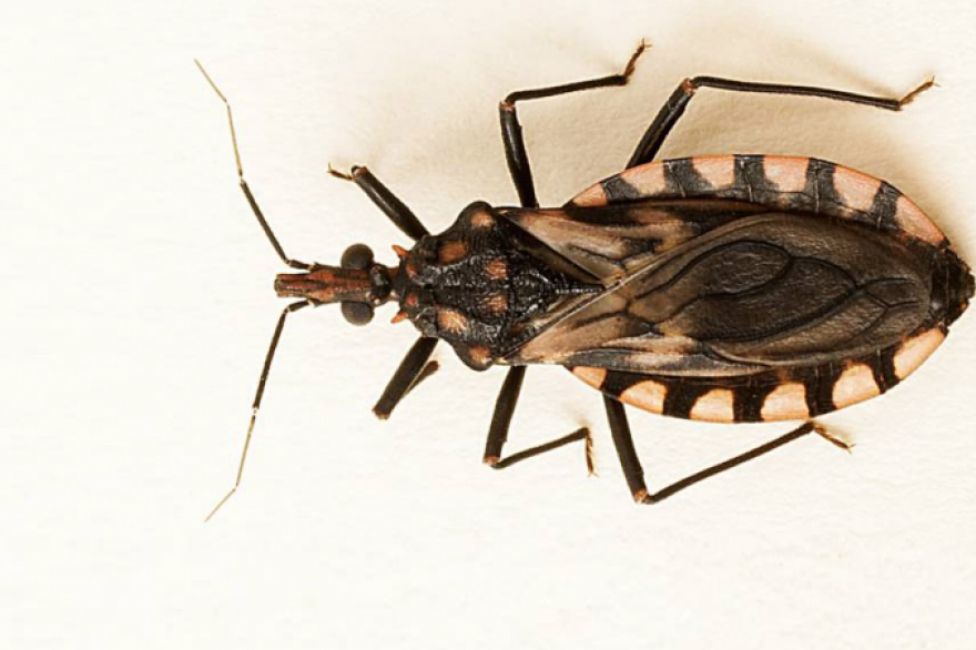 Vinchuca, principal transmisor de la enfermedad de Chagas