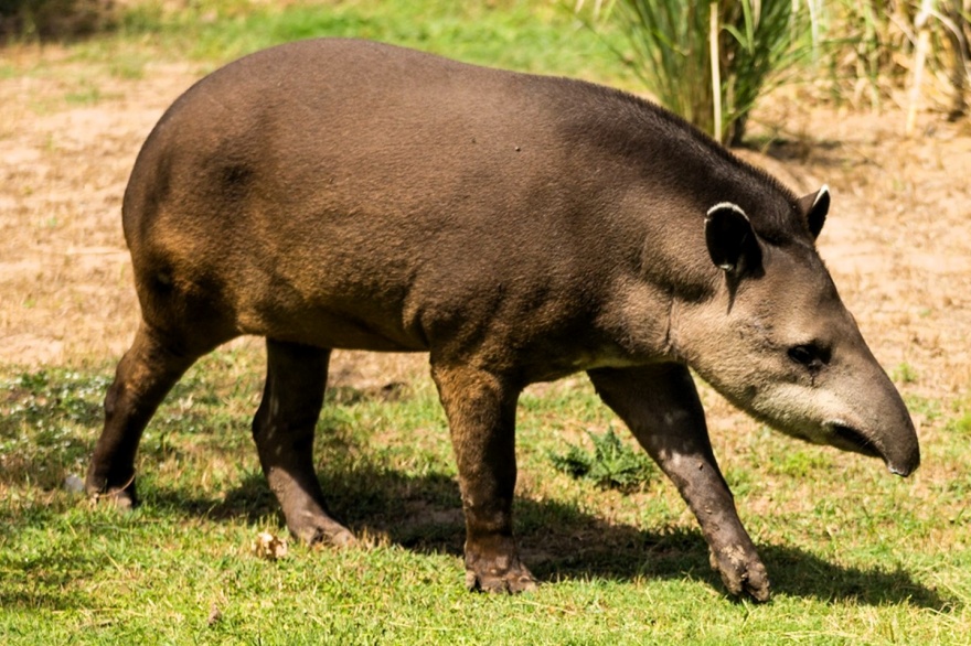 Foto: Fundación Temaikén