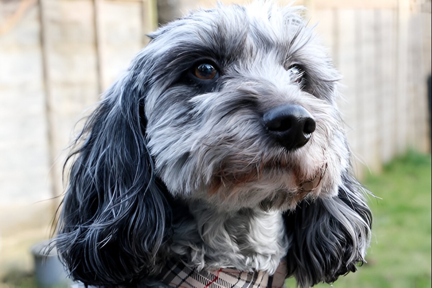 Perro Cockapoo. Foto: RVC