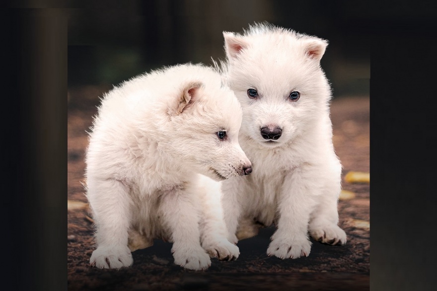 Cachorros Rómulo y Remo. Foto: Colossal Biosciences
