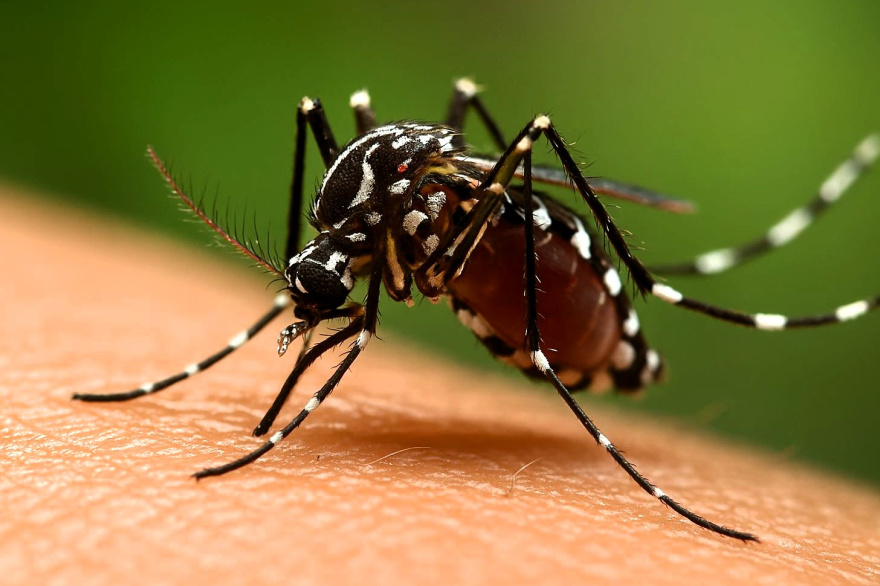 Imagen ilustrativa Vet Market generada con IA