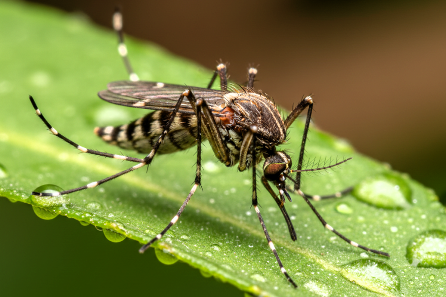 Imagen ilustrativa Vet Market generada con IA