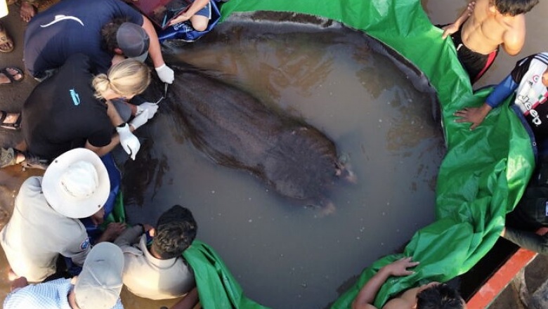 El pez de agua dulce más grande del mundo es una raya de 300 kilos