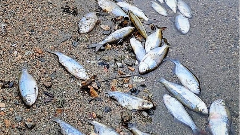 Dieron a conocer la causa de la muerte de cientos de peces en el embalse Los Molinos