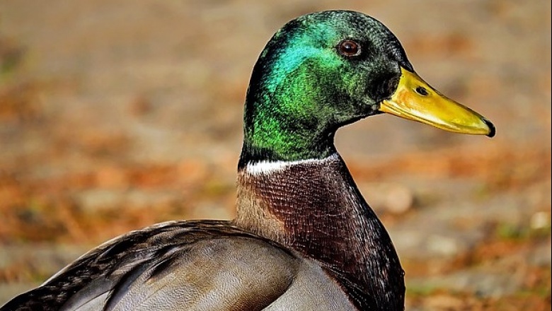 ¿Qué hace que algunas especies de aves sean más susceptibles a la influenza aviar?