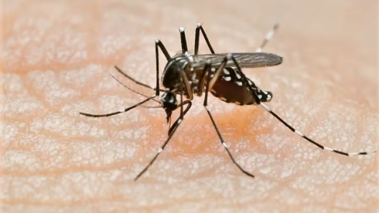 Aumentaron los casos de dengue y chikungunya en Argentina