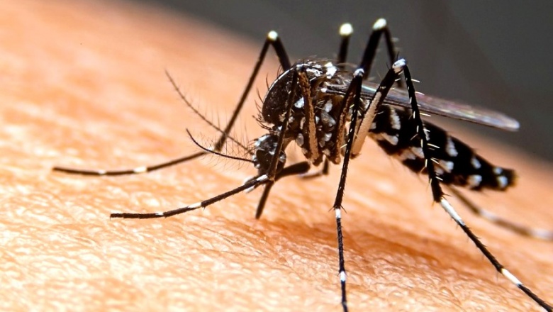 Ante el aumento de casos de dengue enfatizan en la importancia de la prevención
