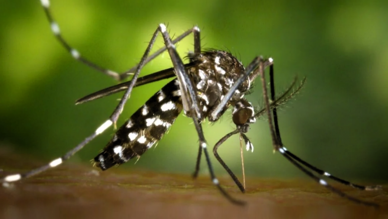 Brasil: récord histórico de casos de dengue