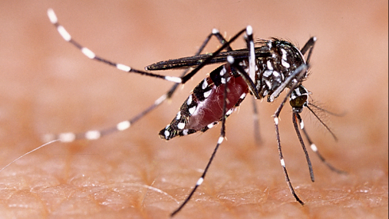 Dengue: hay 14 provincias argentinas con casos autóctonos y 3 serotipos en circulación