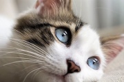 La importancia del reconocimiento de las zonas táctiles sensibles de los gatos