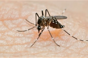 Aumentaron los casos de dengue y chikungunya en Argentina