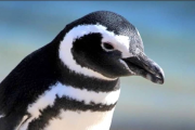 Comenzaron a llegar los primeros Pingüinos de Magallanes a la costa chubutense