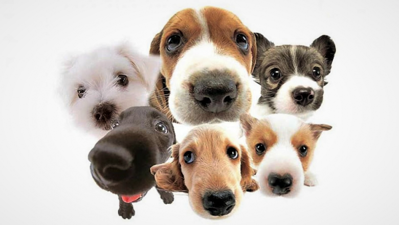 Científicos evaluaron distintas razas caninas y determinaron cual es la más inteligente