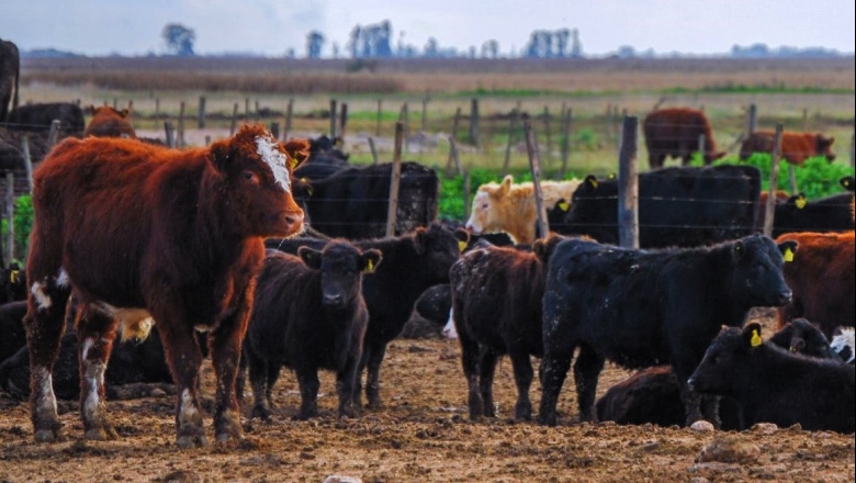 Recomendaciones para reducir el impacto del calor en bovinos de producción de carne