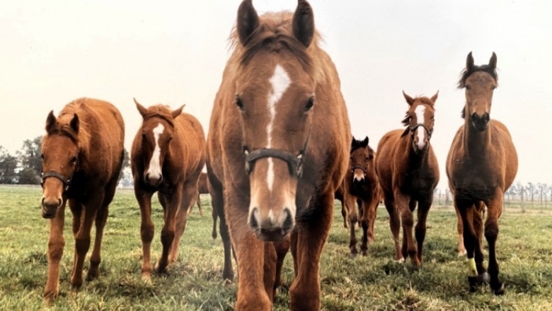 Identifican los hallazgos más comunes en los exámenes de caballos previos a la compra