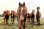 Identifican los hallazgos más comunes en los exámenes de caballos previos a la compra