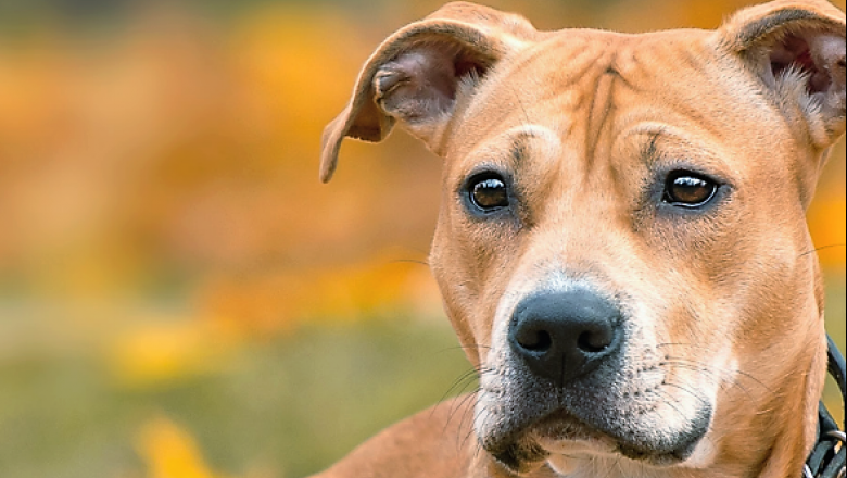 Uso de ONCOVET TL en perros con hiperadrenocorticismo