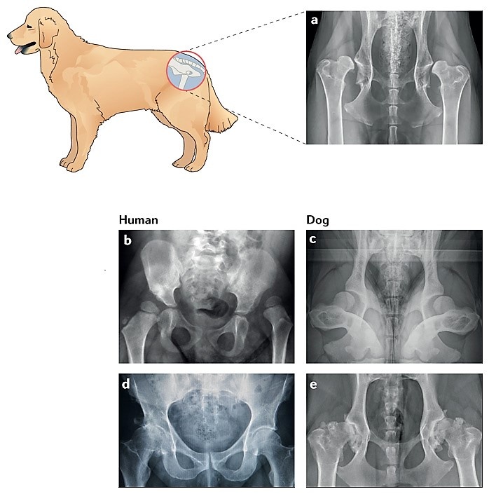Identifican similitudes entre la osteoartritis en perros y en humanos