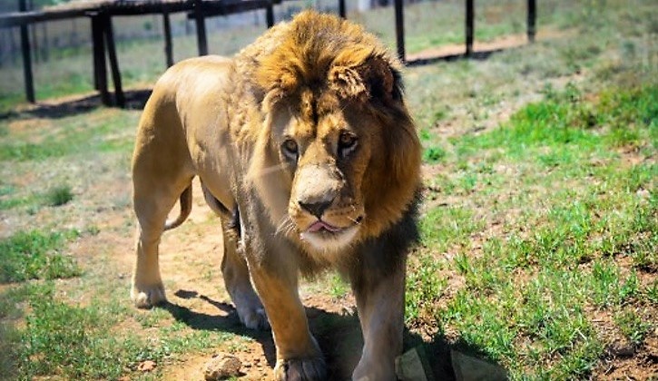 Sudáfrica prohibirá la cría de leones para caza y actividades turísticas -  Vet Market