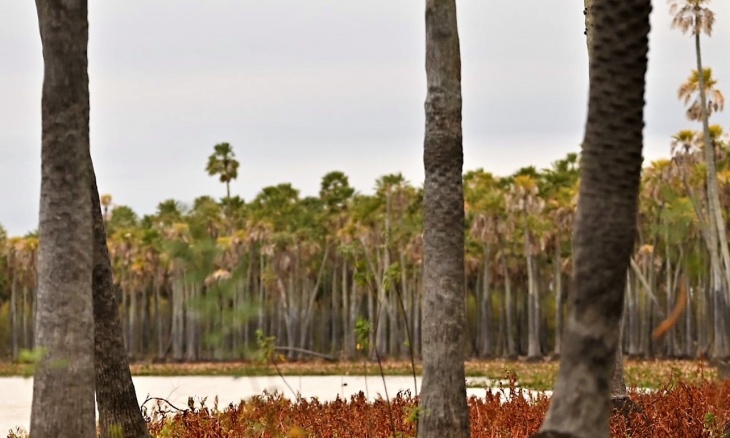 Relevaron la fauna y flora en el futuro Parque Nacional Laguna El