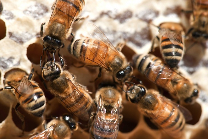 Abejas: Pautas del Senasa para el manejo de las colmenas - Vet Market