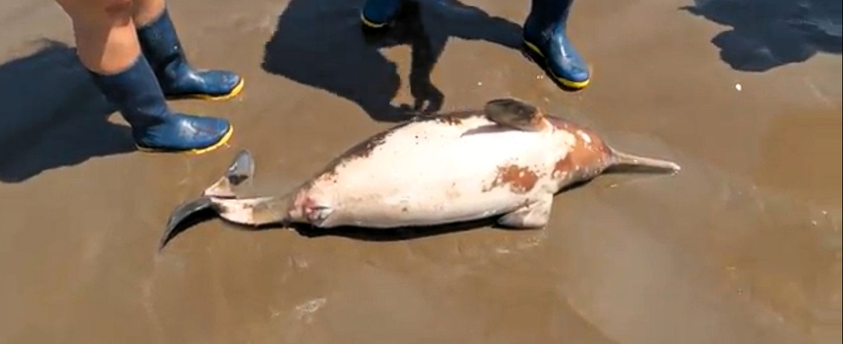 Alerta por el impacto humano sobre la fauna marina