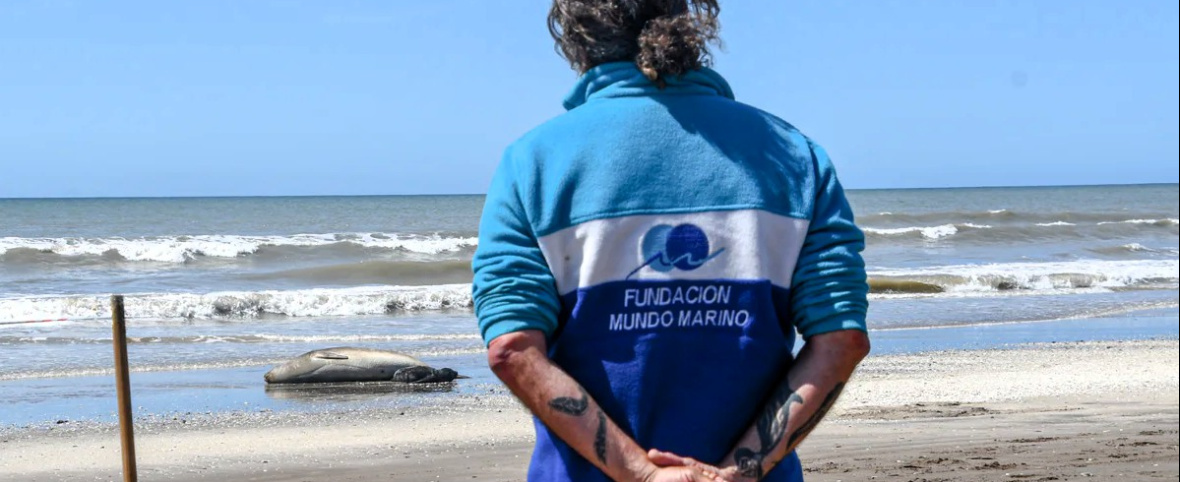 Qué deben hacer los turistas ante un encuentro con fauna marina en la playa