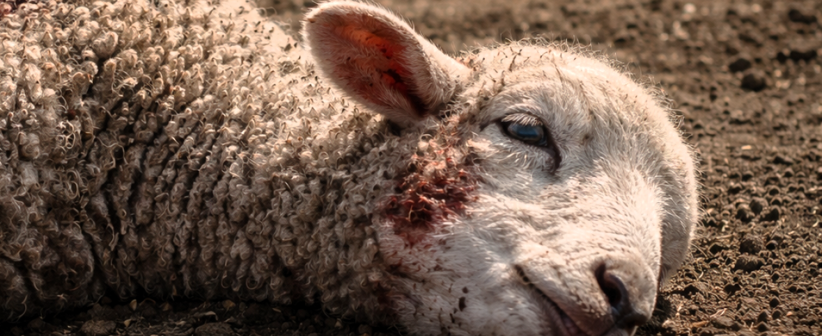 Perros asilvestrados mataron más de 100 corderos en una escuela agrotécnica fueguina