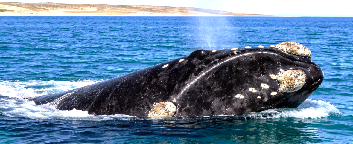 El rol del veterinario en la conservación de los cetáceos