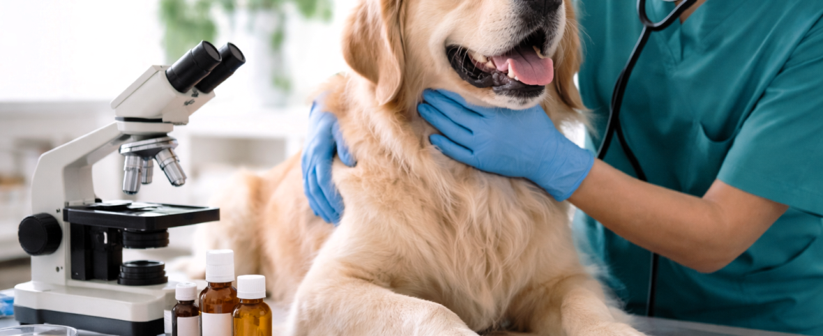 E. coli resistente en perros sanos: claves de riesgo y protección