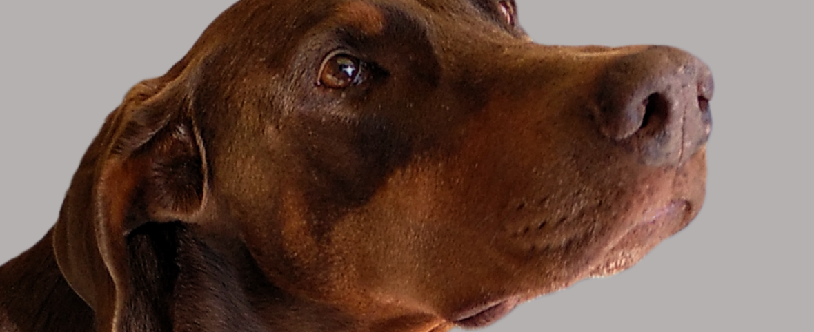 San Luis refuerza la protección a los animales y al personal de la salud