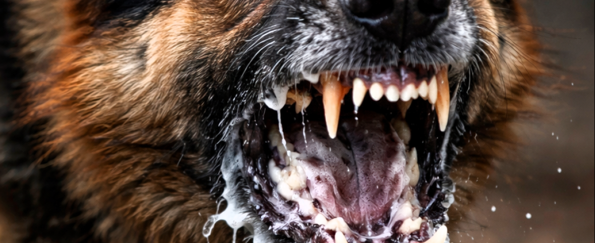 Alerta en Chaco: confirman un caso de rabia canina en Machagai