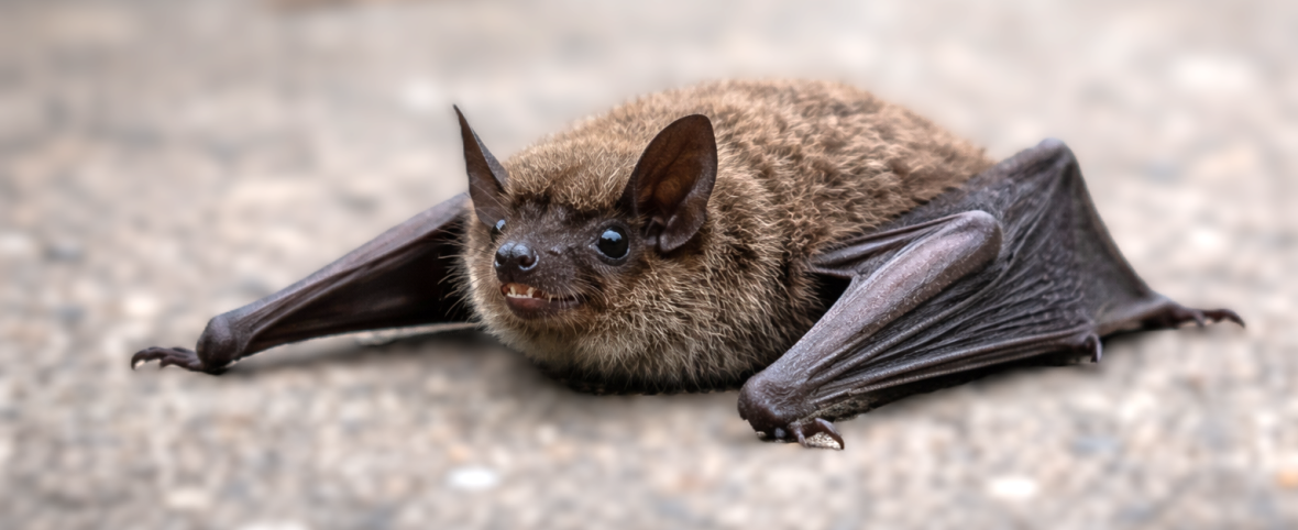 Confirman rabia en un murciélago en Castelar