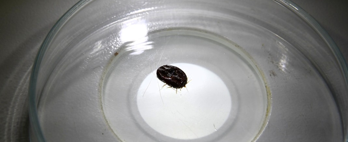 La UNNE fortalece el control de la garrapata del bovino con un servicio integral