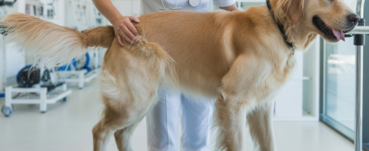 Rehabilitación veterinaria: de servicio emergente a eje clínico