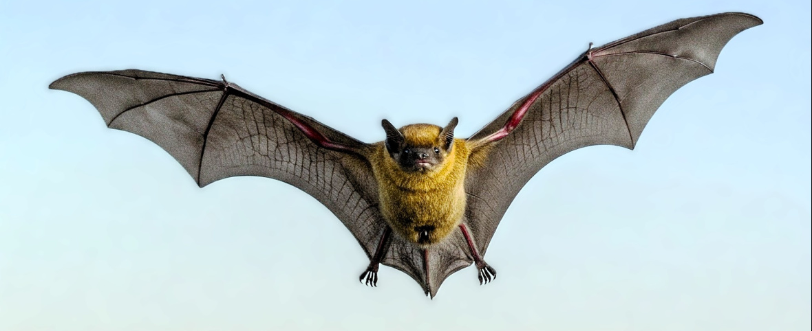 Alerta por rabia en Salta: un murciélago infectado y una persona expuesta