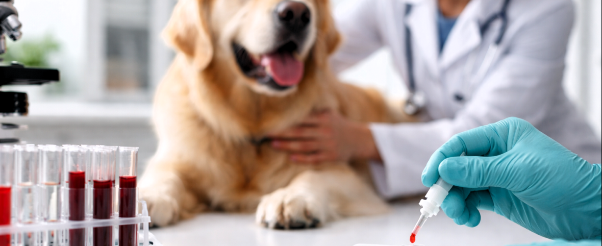 Crecen los casos de coccidioidomicosis en perros y validan un test rápido clave