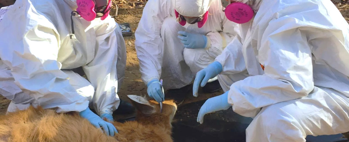 Detectan una bacteria zoonótica en ciervos de los pantanos y garrapatas del Delta