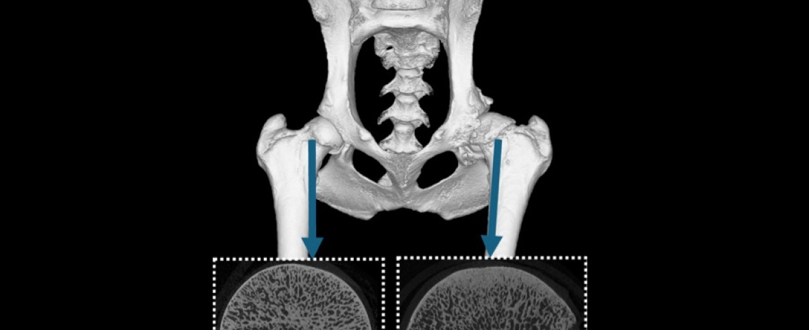 Osteoartritis canina: nuevos biomarcadores abren la puerta al diagnóstico precoz