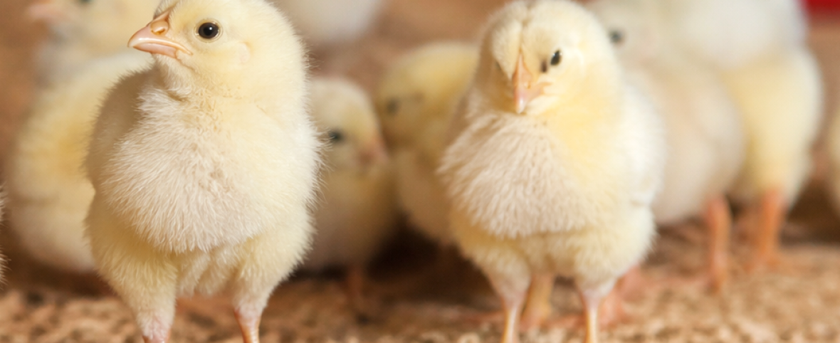 Menos antibióticos, más eficiencia: el potencial de los aditivos naturales