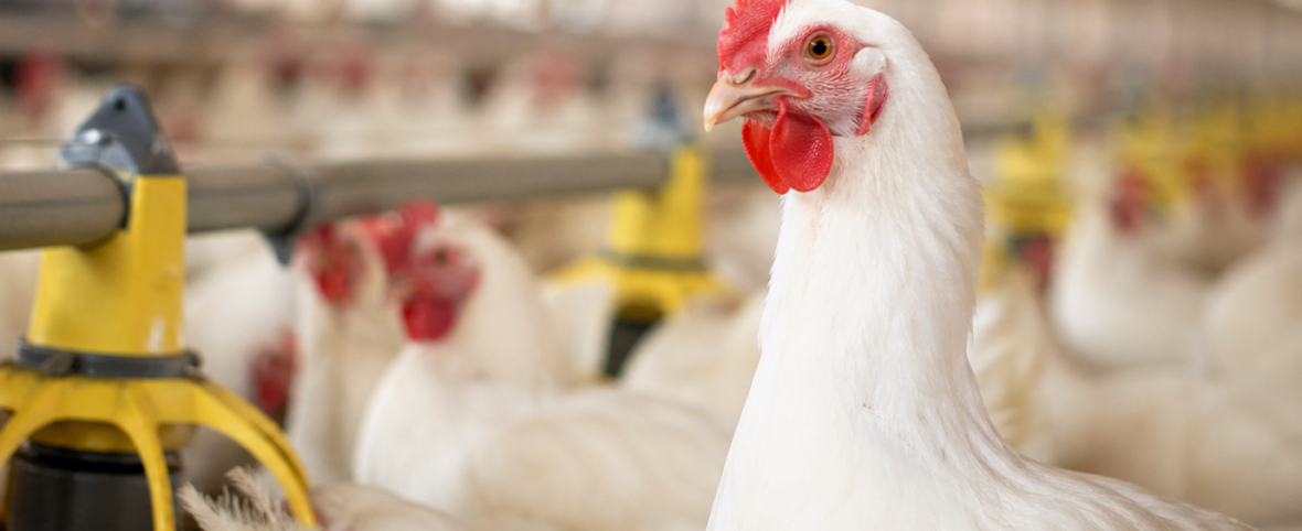 Argentina vuelve a ser país libre de influenza aviar