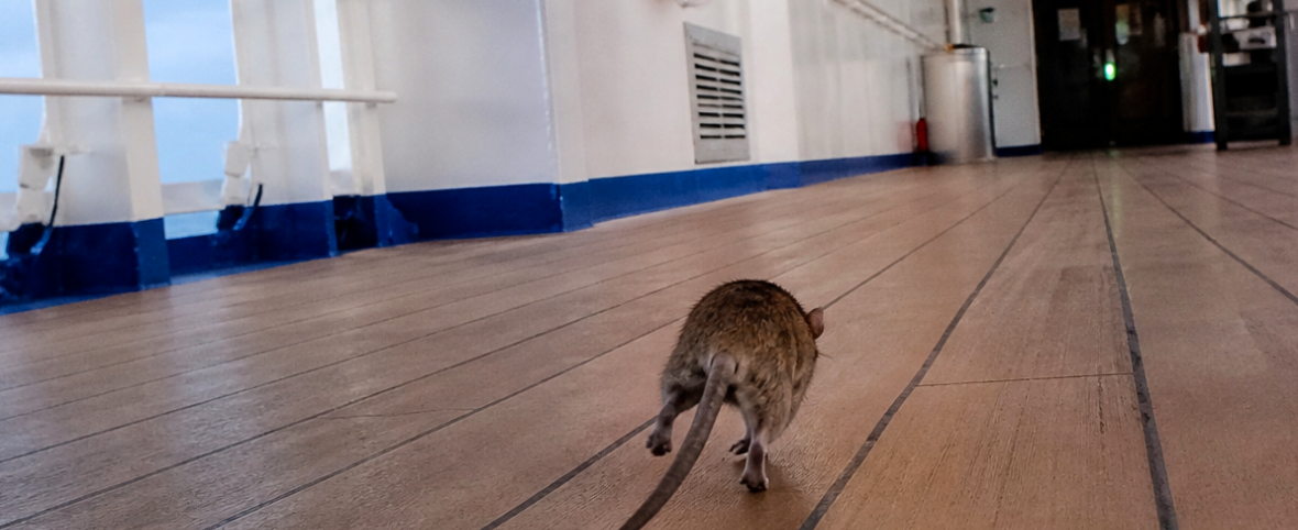 Hantavirus: una amenaza persistente que vuelve a encender alarmas en Argentina