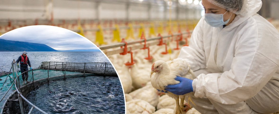Científicos de Argentina y Chile buscan frenar virus que impactan en la producción animal
