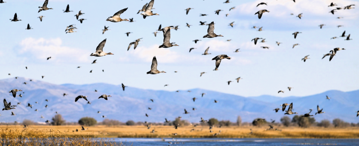 Aves migratorias: indicadores de la salud ambiental global