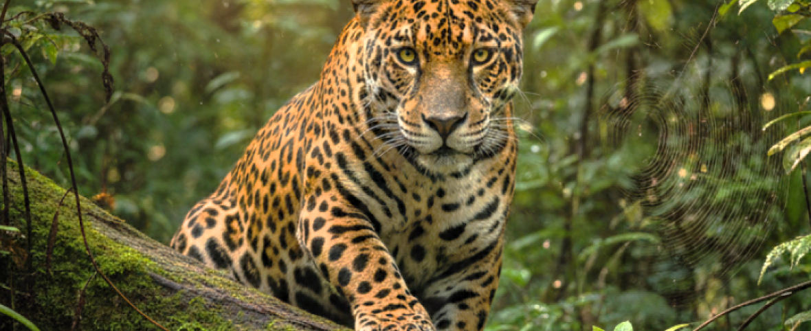 Fauna silvestre: entre la supervivencia y el riesgo de extinción